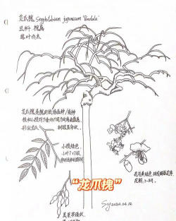 小众送妈妈的花有哪些花