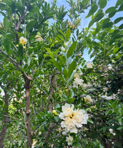 小众送妈妈的花有哪些花