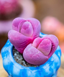 小众送妈妈的花有哪些花