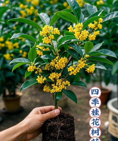 小众送妈妈的花有哪些花