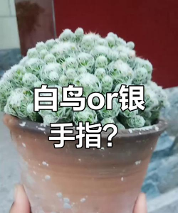 小众送妈妈的花有哪些花