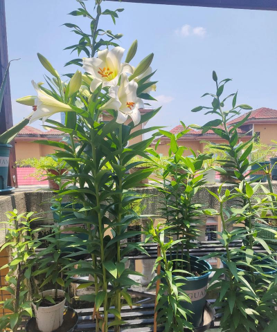 小众送妈妈的花有哪些花