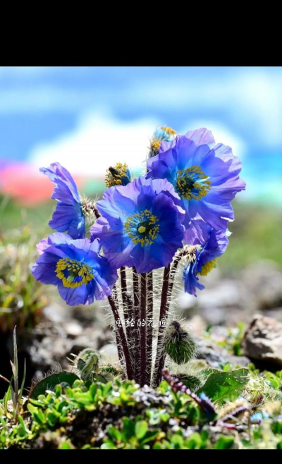 小众送妈妈的花有哪些花