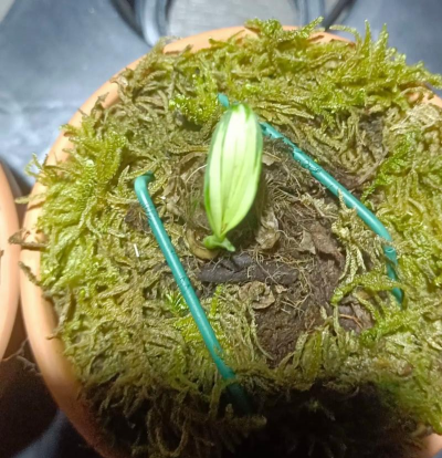 独蒜兰的养殖方法