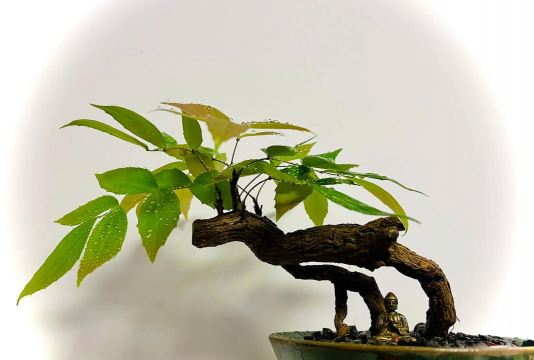 小众送妈妈的花有哪些花