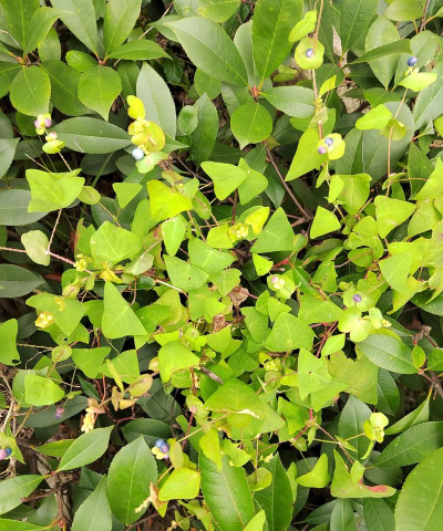 小众送妈妈的花有哪些花