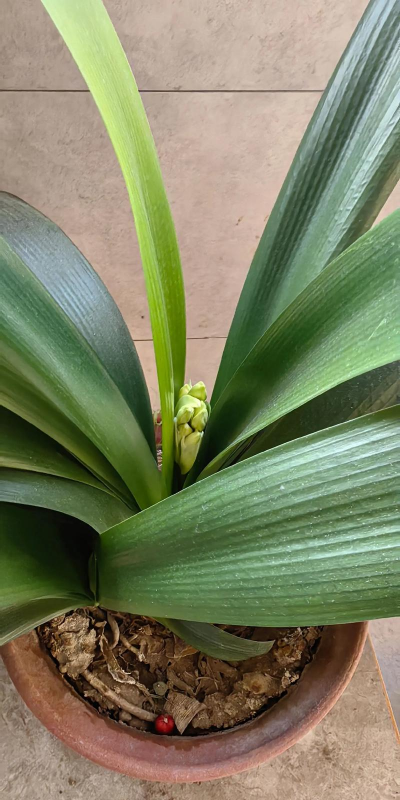 小众送妈妈的花有哪些花