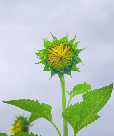 小众送妈妈的花有哪些花