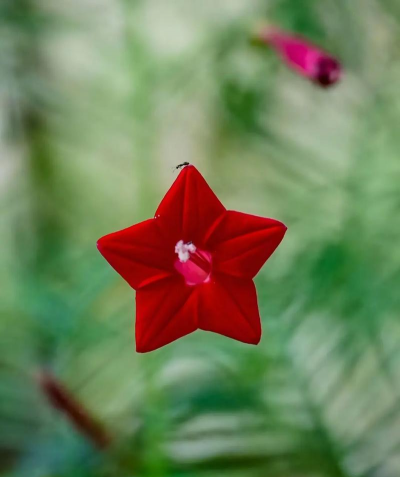 小众送妈妈的花有哪些花