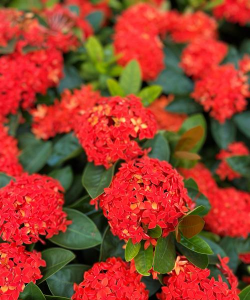 小众送妈妈的花有哪些花