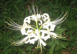 白花石蒜 白花石蒜百科