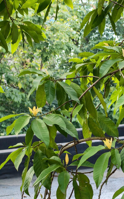 小众送妈妈的花有哪些花