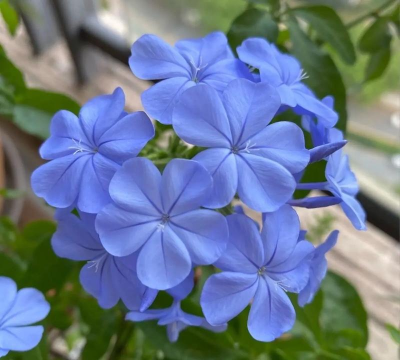 小众送妈妈的花有哪些花