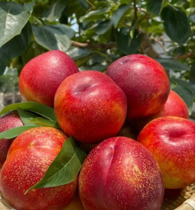 油桃是什么季节的水果