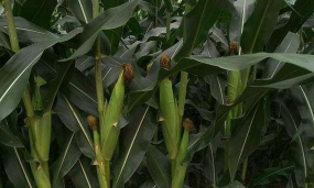 小众送妈妈的花有哪些花