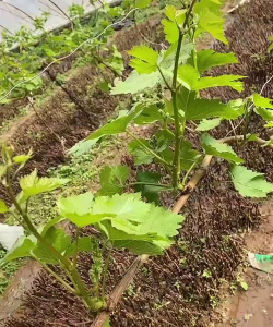 小众送妈妈的花有哪些花