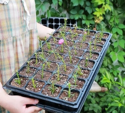 小众送妈妈的花有哪些花