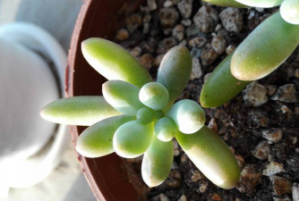 小众送妈妈的花有哪些花