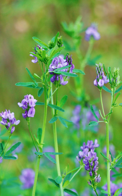 紫花苜蓿 紫花苜蓿百科