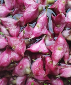 小众送妈妈的花有哪些花