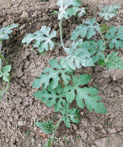 小众送妈妈的花有哪些花