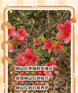 小众送妈妈的花有哪些花