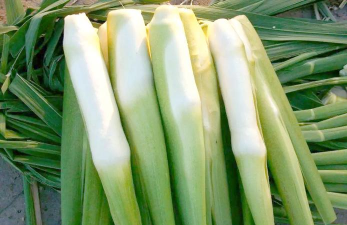 小众送妈妈的花有哪些花