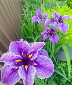 小众送妈妈的花有哪些花