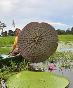 小众送妈妈的花有哪些花