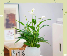 小众送妈妈的花有哪些花