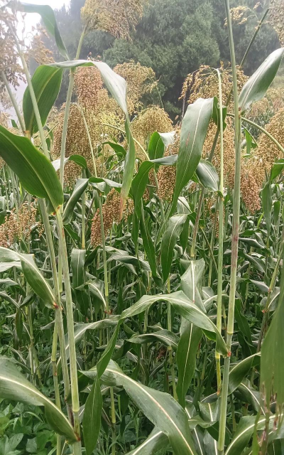 小众送妈妈的花有哪些花