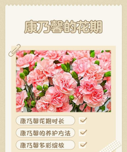 小众送妈妈的花有哪些花