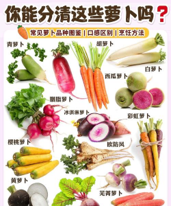 萝卜 萝卜百科