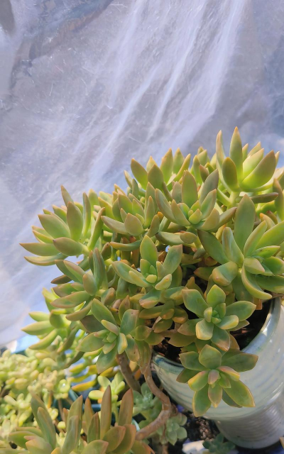 小众送妈妈的花有哪些花