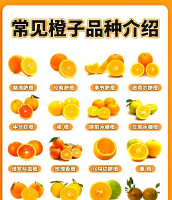 橙子 橙子百科