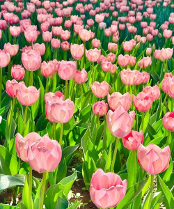 小众送妈妈的花有哪些花