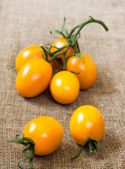 圣女果 圣女果百科