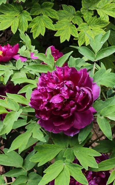 小众送妈妈的花有哪些花