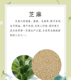 芝麻 芝麻百科