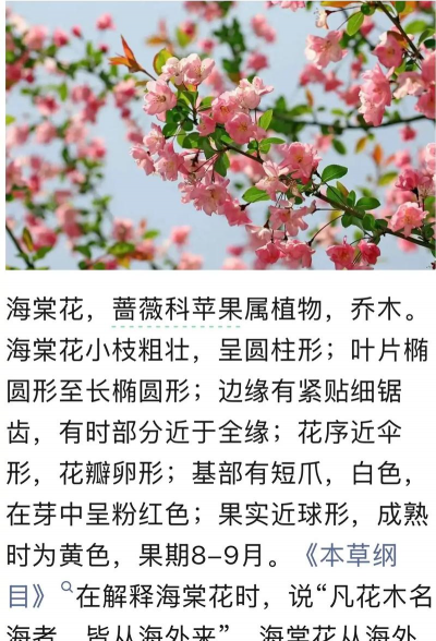 海棠 海棠百科