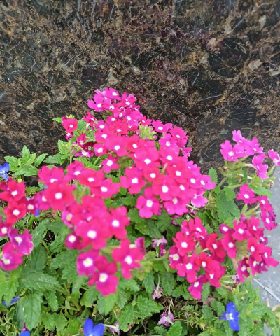 美女樱 美女樱百科