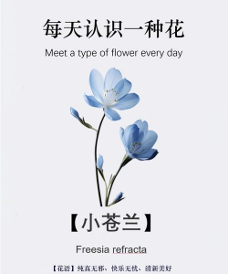 小众送妈妈的花有哪些花