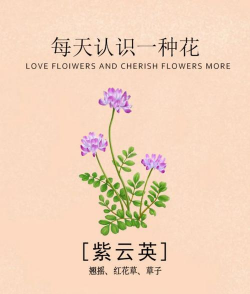 紫云英 紫云英百科