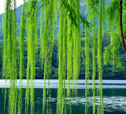 垂柳 垂柳百科