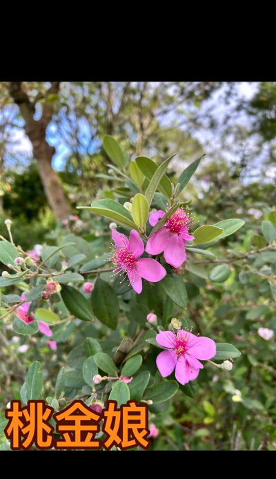 小众送妈妈的花有哪些花