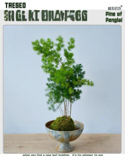 蓬莱松 蓬莱松百科