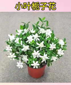 小叶栀子 小叶栀子百科