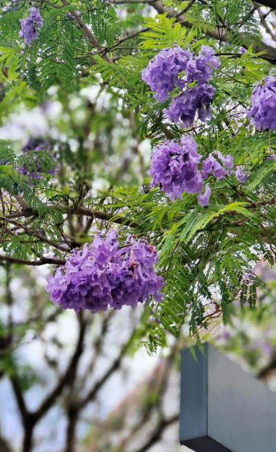 蓝花楹 蓝花楹百科