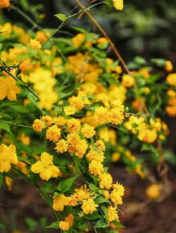 小众送妈妈的花有哪些花