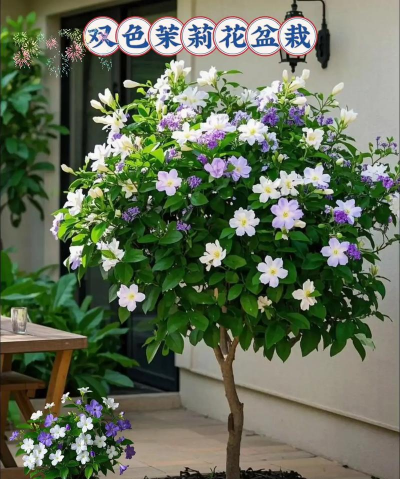 小众送妈妈的花有哪些花